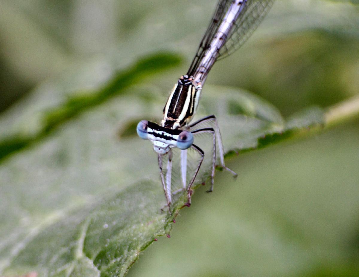 Platycnemis pennipes